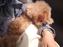 -北京观赏动物医院·24小时大型综合·猫专科·异宠专科