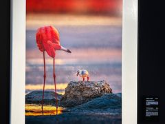 -罗红摄影艺术馆