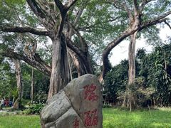 -瑞丽独树成林风景区