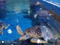 -烟台海昌鲸鲨海洋公园