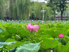 -四川大学(望江校区)