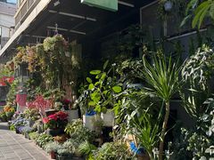 -溪岸路花鸟市场