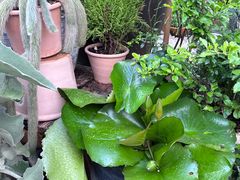 -自由生长植物工作室(深港花卉中心店)