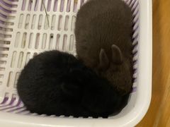 -藦茜花园宠物主题亲子互动体验馆(国顺东路店)