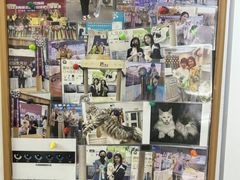 -青奢宠物·青奢猫舍