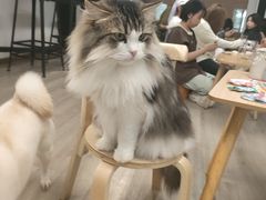 -柴迷FANS CLUB·柴犬狗咖·猫咖