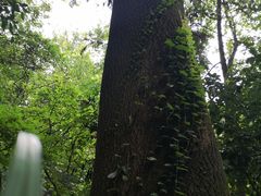 -杭州半山国家森林公园