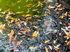 -珠海圆明新园