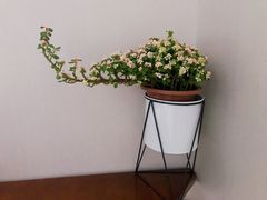 -中环花鸟鱼虫市场