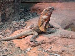 -费瑟代尔野生动物园