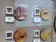 -辽宁古生物博物馆