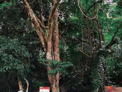 -海南霸王岭国家森林公园