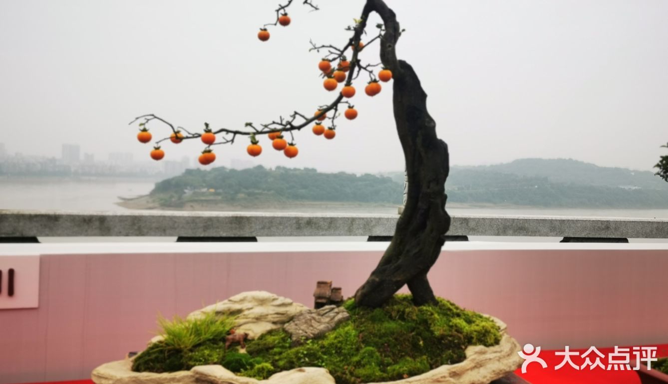 盆景艺术，匠心独具