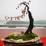 盆景艺术，匠心独具