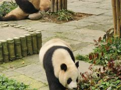 -中国大熊猫保护研究中心雅安碧峰峡基地