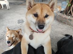 -柴犬高等学院·狗咖·柴犬售卖·宠物训练