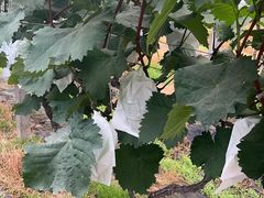 -马陆小张葡萄园农家乐