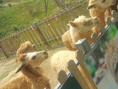 -泉州海丝野生动物世界