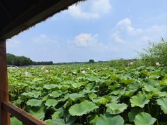 -白洋淀景区