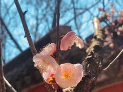 -穹窿山景区