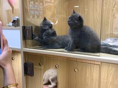 -屋虎猫馆(宝安大仟里店)