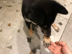 -豆柴町-柴犬主题狗咖(红鼎国际C座店)