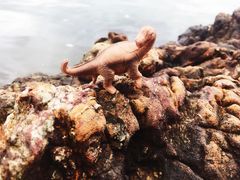 -盐洲岛