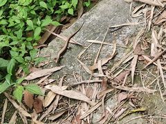 -缙云山景区