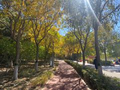 -大兴滨河森林公园