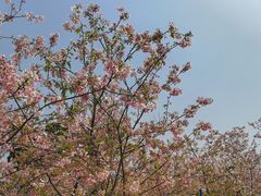 -天适樱花悠乐园