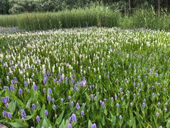 -溱湖国家湿地公园