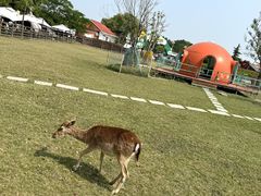 -苏州太湖西山岛开心农场