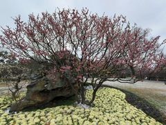 -红梅公园
