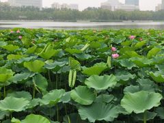 -莲花池公园