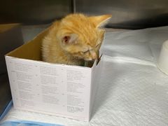 -爱侣宠医·鹦鹉专科·小型哺乳类·异宠专科(灵石路店)