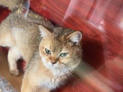 -御宝贝·A梦猫科宠物医院(国际猫友好医院)