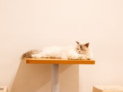 -有喵·猫咖·狗咖·30几只猫10只小狗(岗厦店)