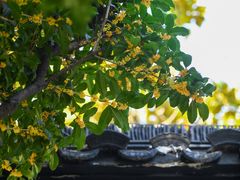 -南京市民俗博物馆(甘熙故居)