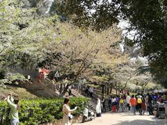 -武汉大学-樱园