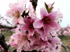 -樂桃源奉贤黄桃种植采摘基地