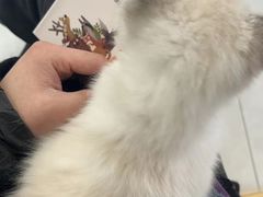 -中农大我爱我爱动物医院·核磁CT·猫病·24小时夜诊中心(石佛营店)
