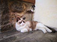 -喵屿·大理花园猫咖