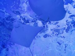 -泉城欧乐堡海洋极地世界