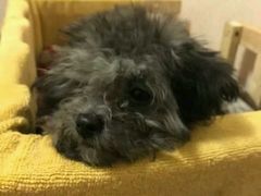 -荣耀金沙动物医院(清江西路店)