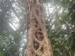 -南山植物园
