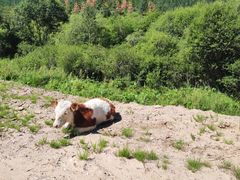 -塞罕坝国家级自然保护区