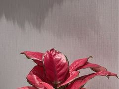 -鹿港小镇(黄金店)