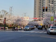 -高东镇樱花园