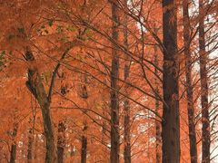 -白鹭湾湿地公园