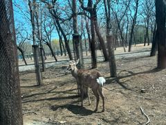 -秦皇岛野生动物园
